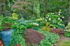 USA, Washington State, Sammamish. Garden Art Print